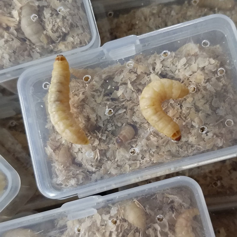 玉米虫葡萄蜜虫活虫大蜡螟幼虫活体鱼饵画眉鸟饲料爬宠食物鸟食小盒