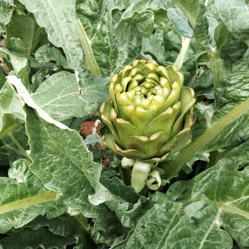 云南洋蓟朝鲜蓟新鲜菜蓟现摘现发1/2/3斤西餐厅百合 2斤【图片 价格