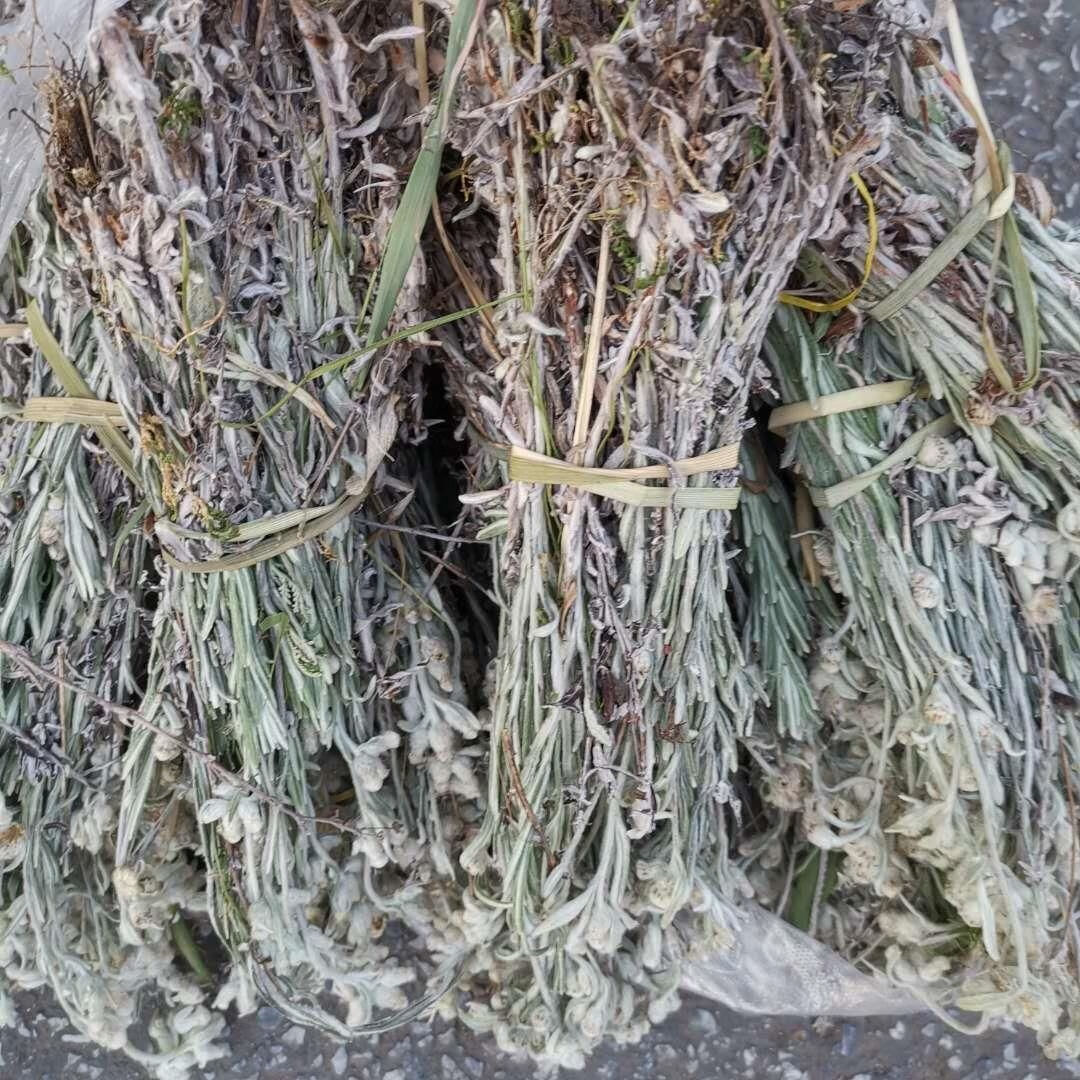 内廷上用老头草整颗晒干 火绒草老头草薄雪草中草药干货中药材 整颗