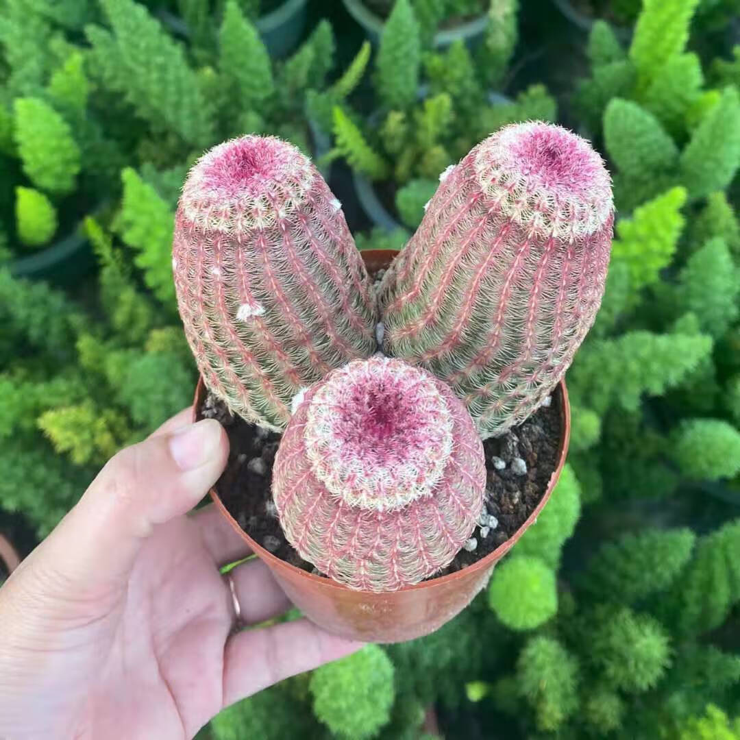 红太阳仙人球实生高级稀有多头仙人掌多肉植物室内盆栽防辐射 落地根