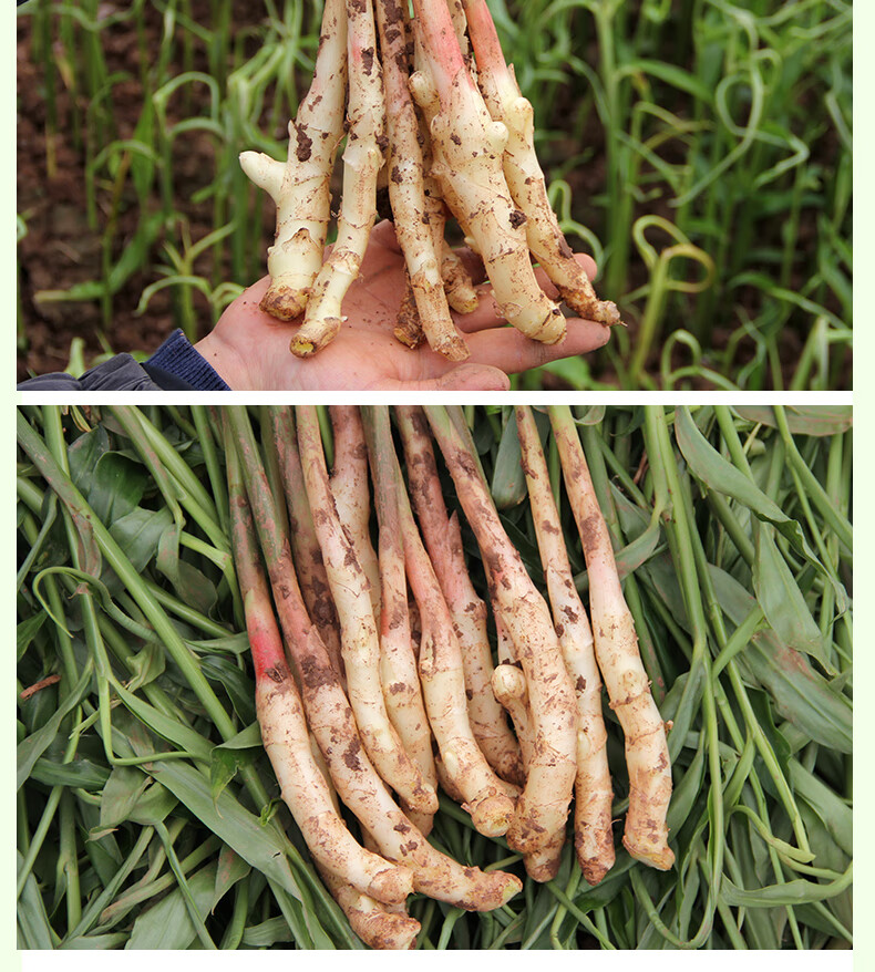 现货嫩姜新鲜仔姜芽生姜四川手指姜醋泡姜5斤中号