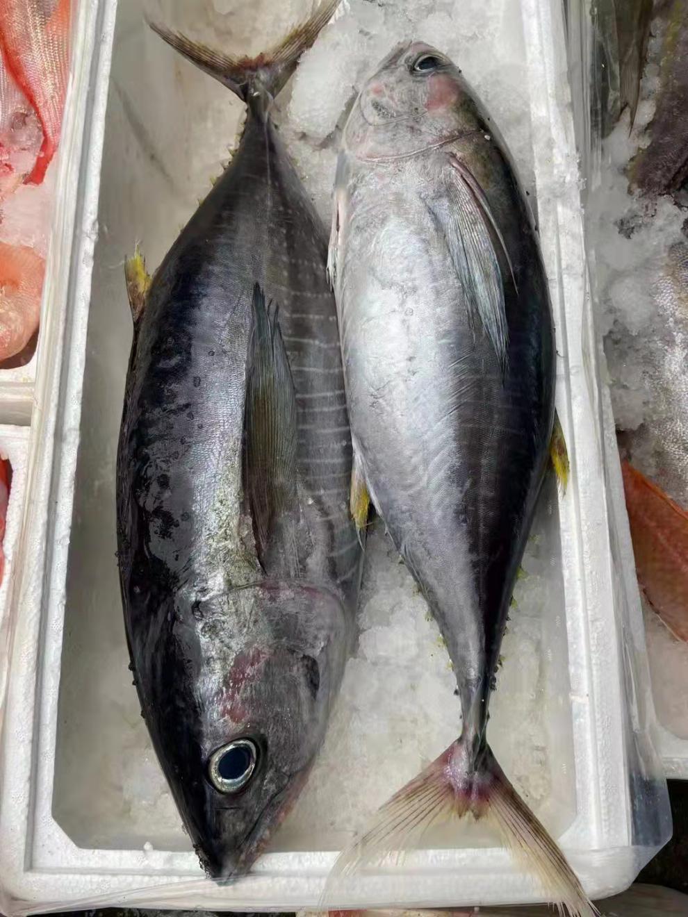 金枪鱼整条新鲜刺身寿司生吃冰鲜冰冻黄旗金枪鱼新鲜10-100斤可选