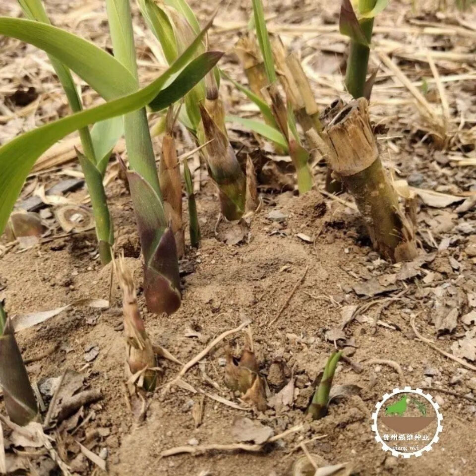 绿洲一号草种菌草绿洲一号2020防沙绿洲一号农民牧草绿洲一号养殖