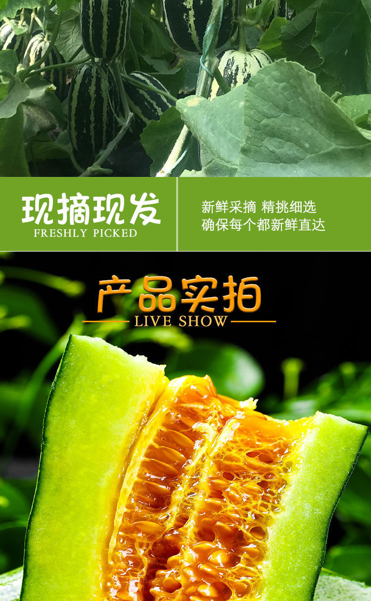头茬精选现摘博洋9号甜瓜山东新鲜水果羊角蜜香瓜酥脆批发带箱约1斤一