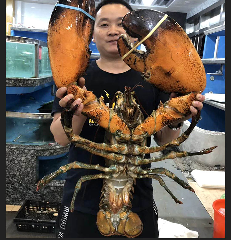 生冻波士顿龙虾海鲜水产鲜活冷冻新鲜特大澳洲澳大利亚大龙虾生冻1条4