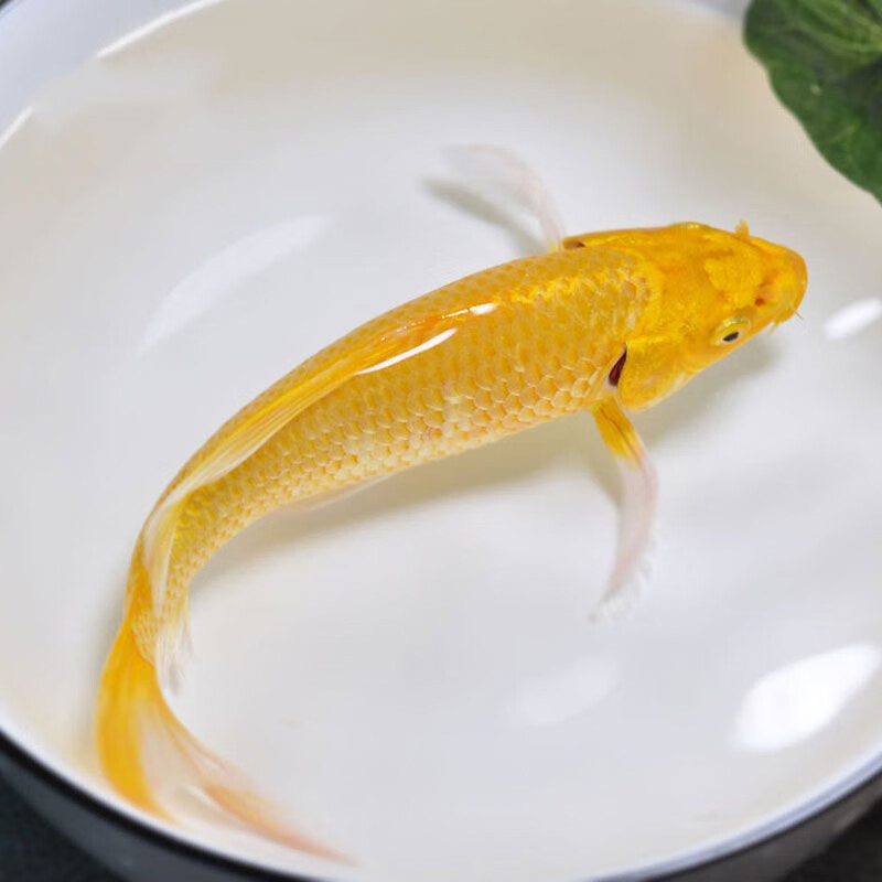 jypet黄白黑金龙凤锦鲤短尾锦鲤活鱼冷水观赏鱼 5-6cm黄金龙凤2条