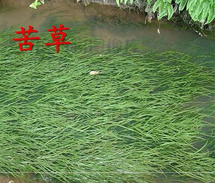 魚塘水草種籽子種種植水草綠色草坪景觀真養懶人豐富養魚觀賞水下水