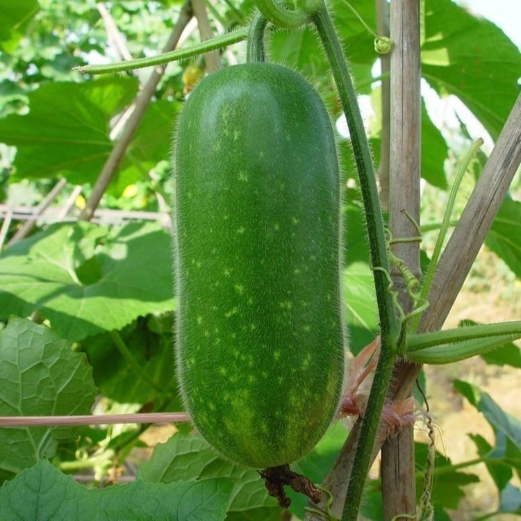 更多参数>>原产地:江苏类别:冬瓜品种:冬瓜货号:128771商品毛重:1.