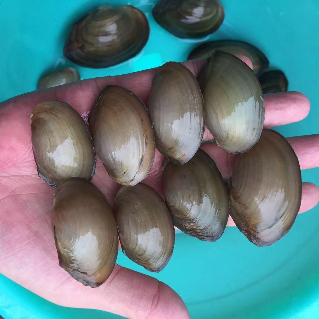 黄金河蚬溪蚬淡水小河蚌水族活体螺贝壳原生冷水水族观赏除绿水 1-2