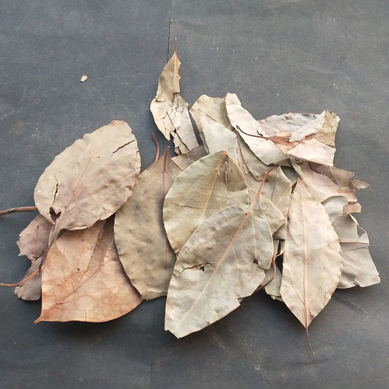古今润方 樟叶 中药材 樟树叶干 香樟树叶子 樟树