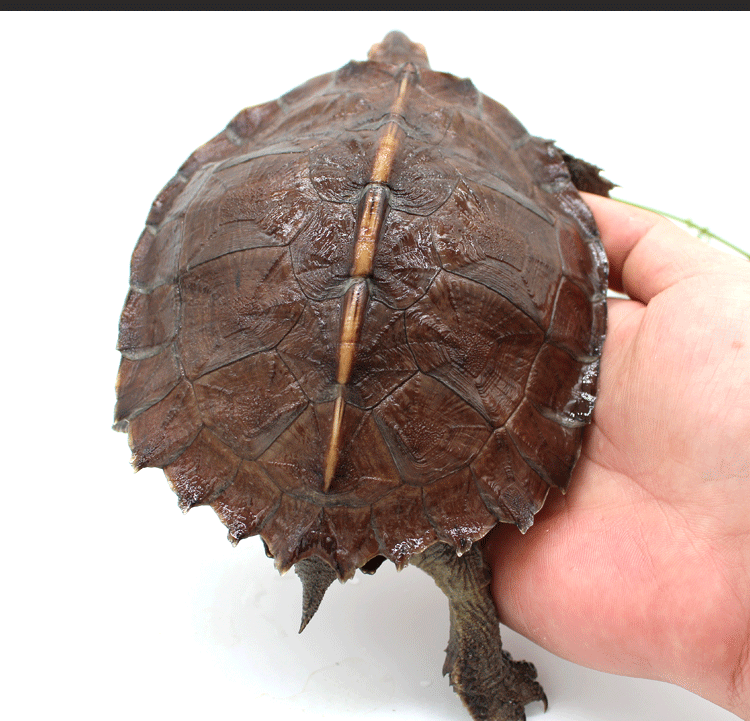 doubleyellow亚巨乌龟活物龟亚洲巨活体吃菜素食龟大型半水陆1214cm