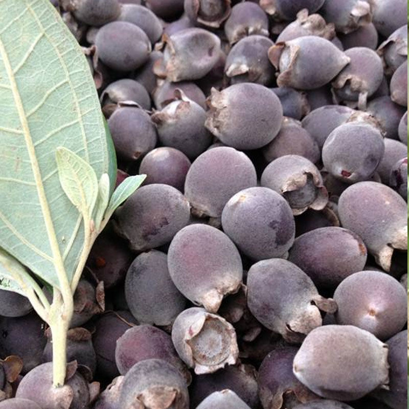 槿骁果树捻子树苗果树捻子果苗山捻子苗乌稔桃金娘树苗果苗盆栽棯子苗