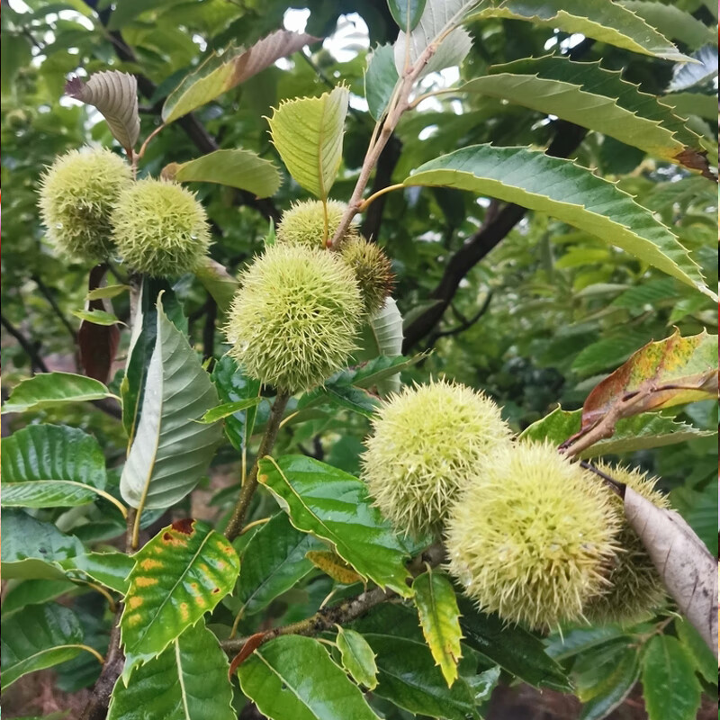 炒板栗广东河源特产休闲坚果零食新鲜熟栗子客家口味 望郎回炒板栗(糯