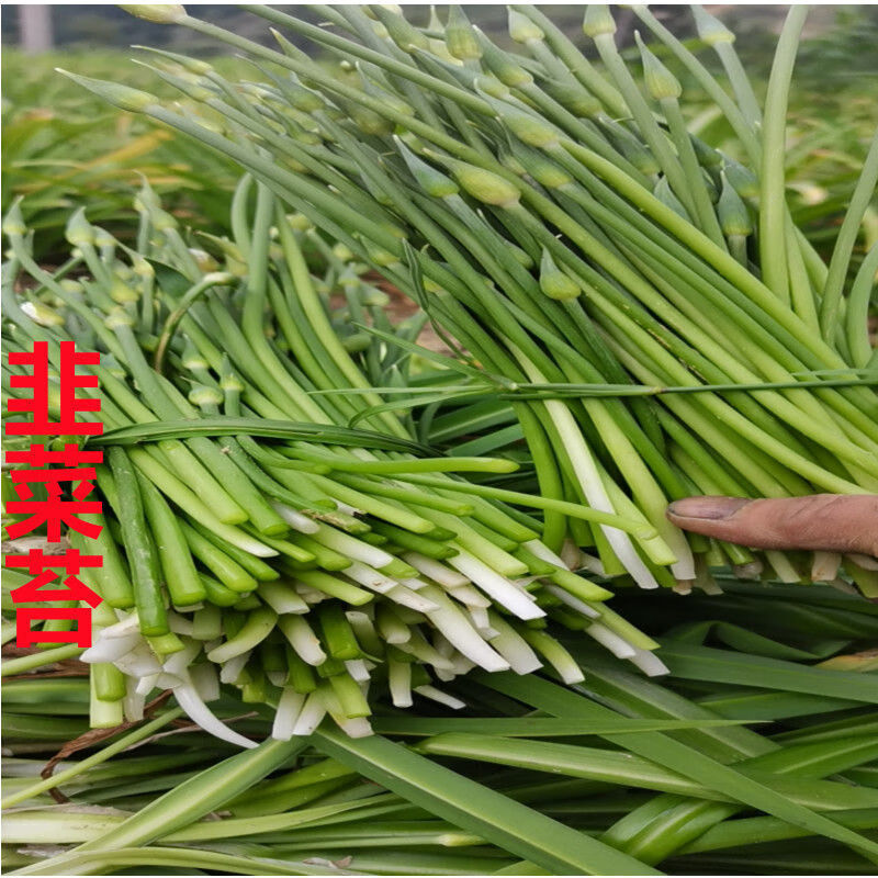 轻恋贵州特产宽叶韭菜 新鲜蔬菜大叶石韭菜观音菜农家新鲜绿色蔬菜