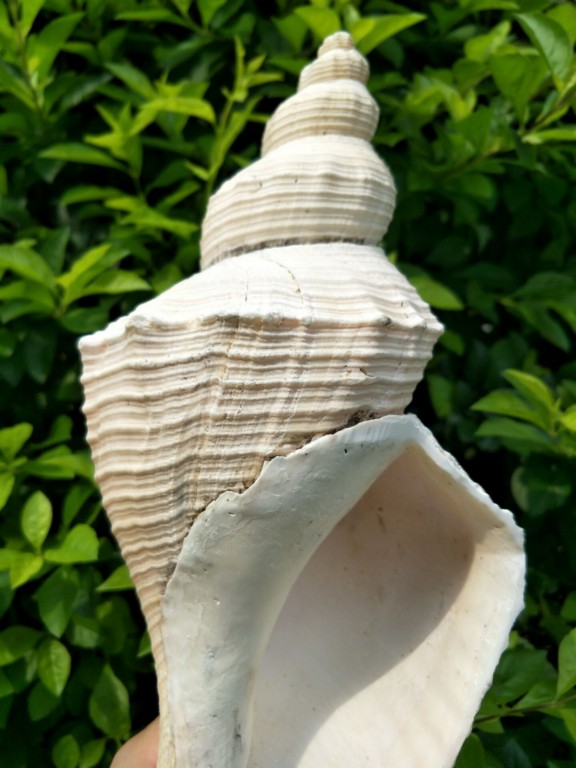 简奈澳洲长香螺大螺号角法器用可吹响天然海螺贝壳摆件ajn超大3738cm