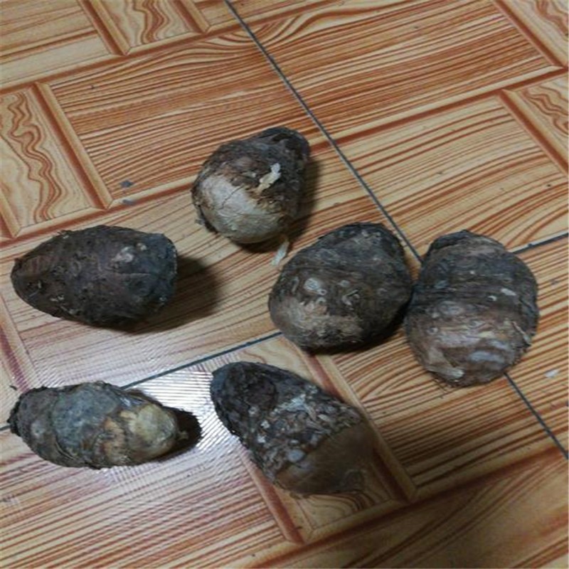 上客来独角莲种子丁独豆独角连莲丁独豆独角连莲千天花干货无硫中药材