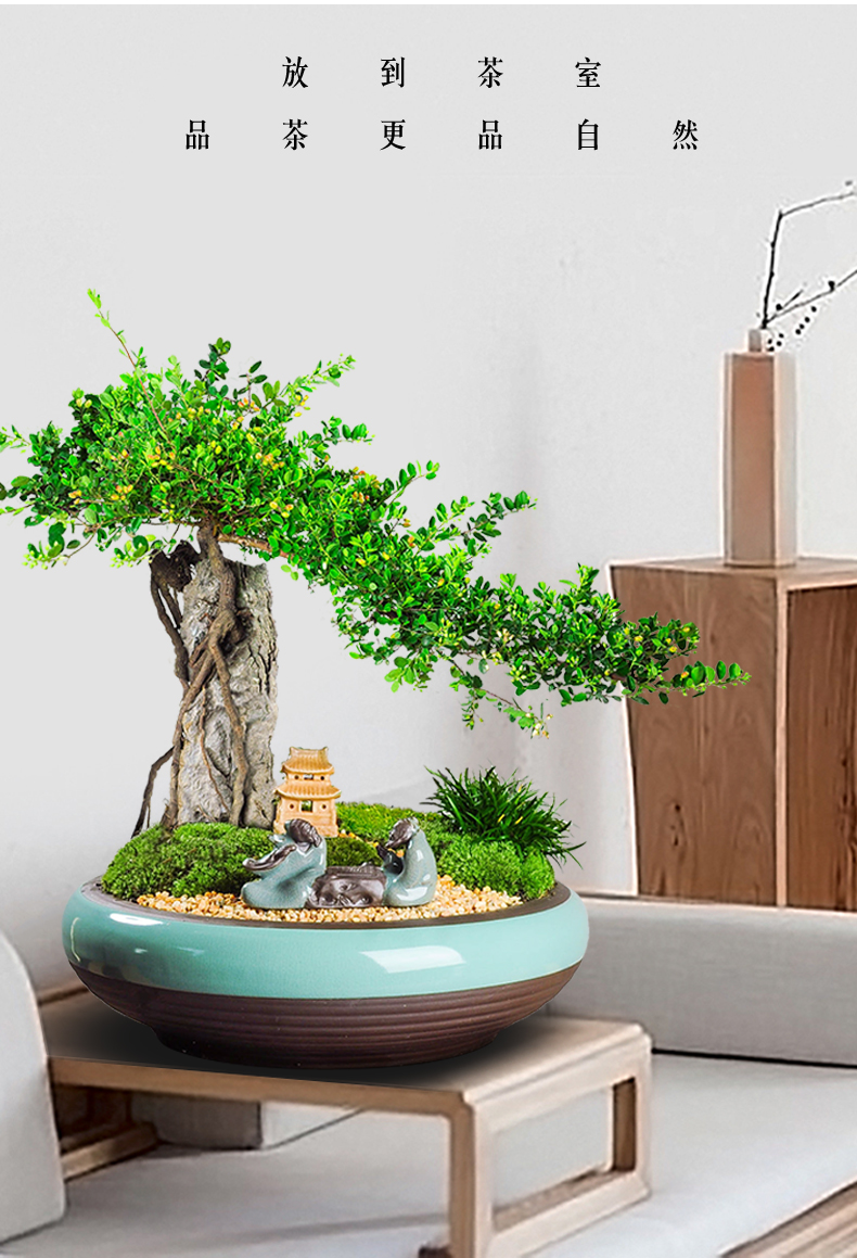 铁包金盆景室内办公桌客厅绿植四季常青树桩附石植物艺术盆栽创意 青