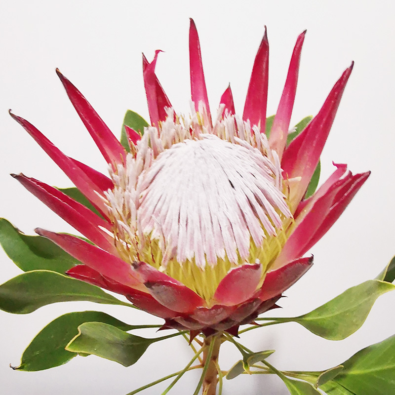 麦桑荷帝王花南非进口 进口南非粉帝王1支 不含盆【图片 价格 品牌