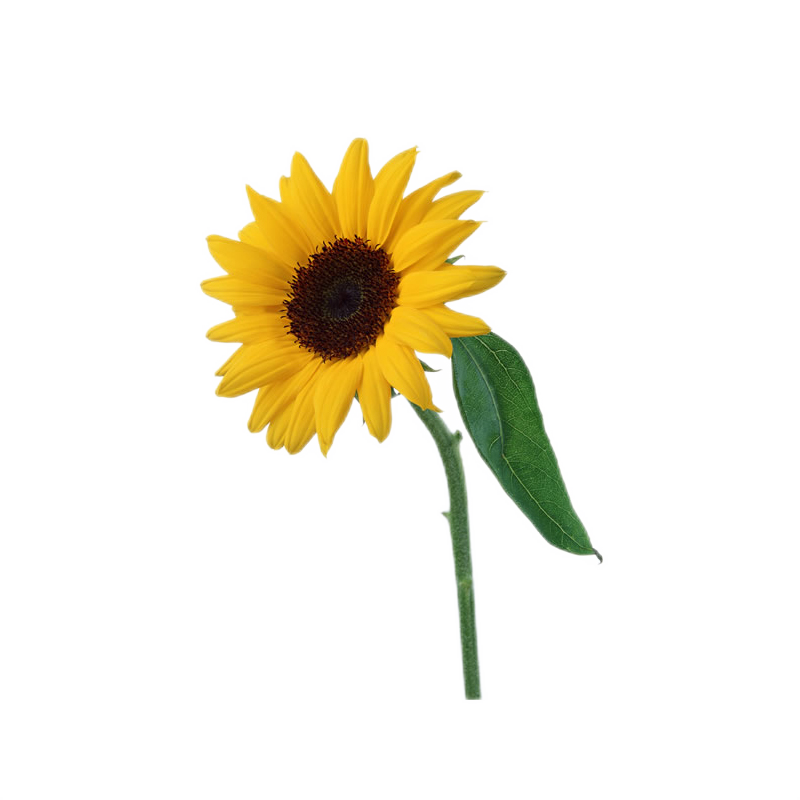 欣尚鲜花速递单支红玫瑰康乃馨向日葵生日表白公司活动用全国同城配送