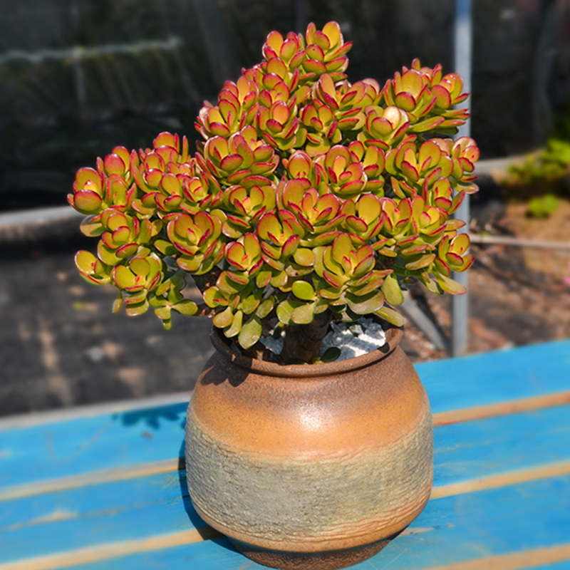 老桩盆栽室内绿植大颗好养小叶玉树黄金花月五年老桩冠幅14左右不含盆