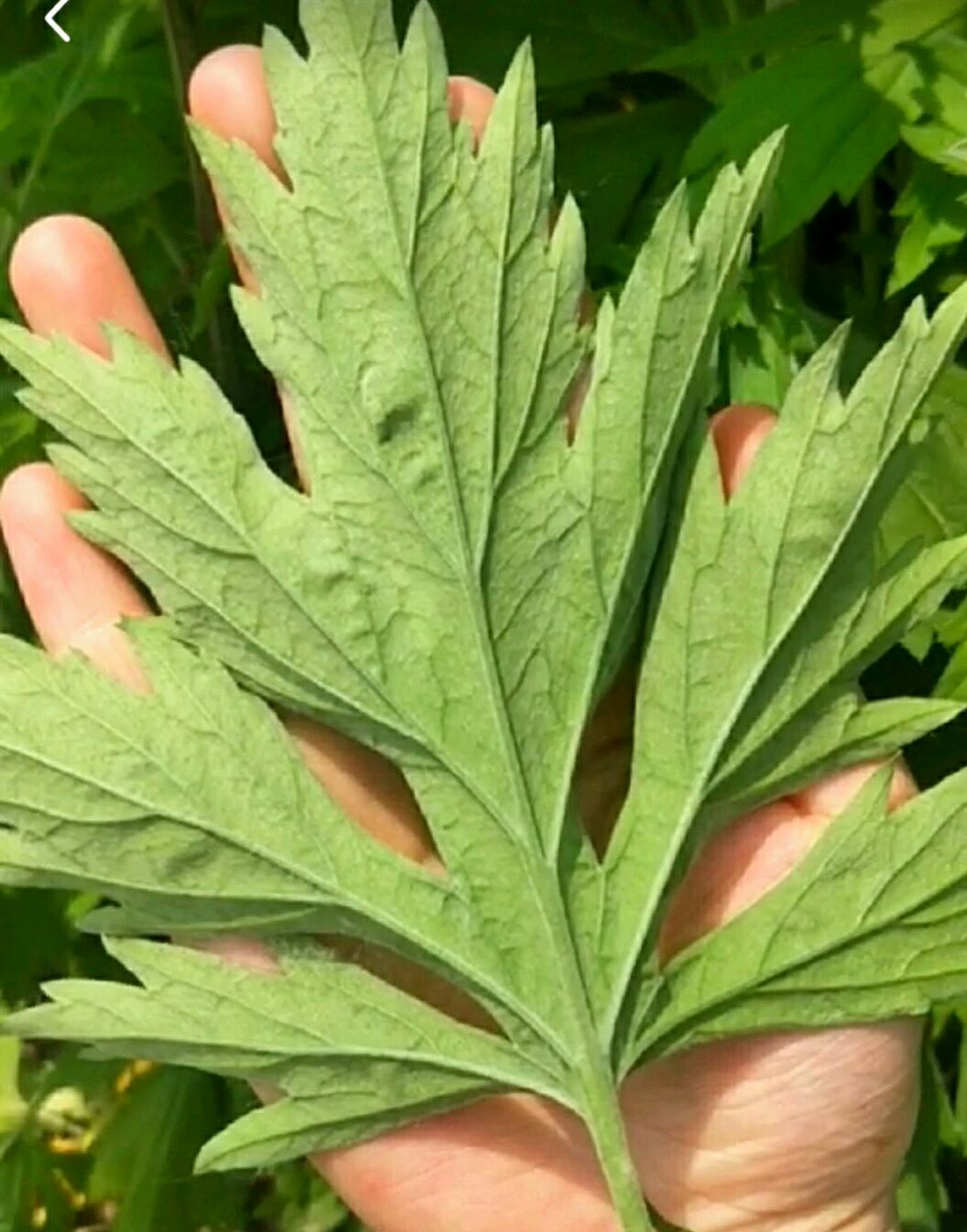 芊阙 艾草艾叶整棵晒干艾草叶家用艾叶草驱寒祛湿女性泡脚坐月子宝
