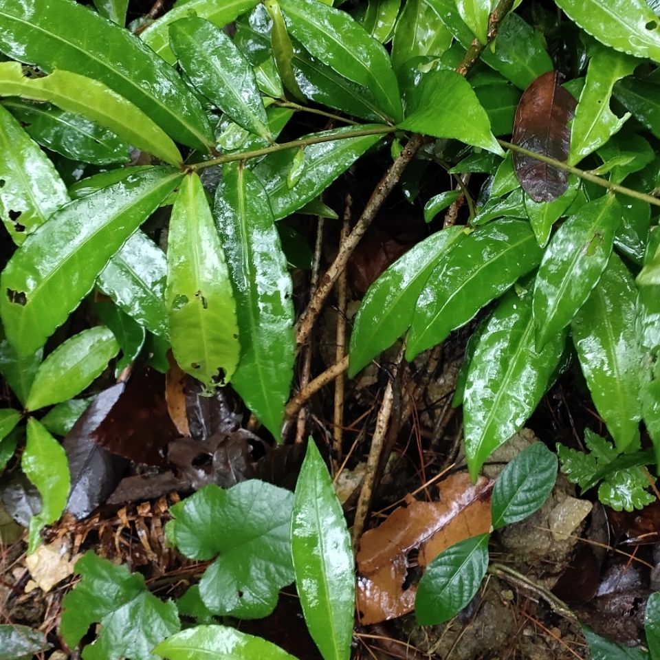 有仁堂小罗伞原生中草药小凉伞珍珠盖伞凤凰肠 腺点紫金牛朱砂根500克