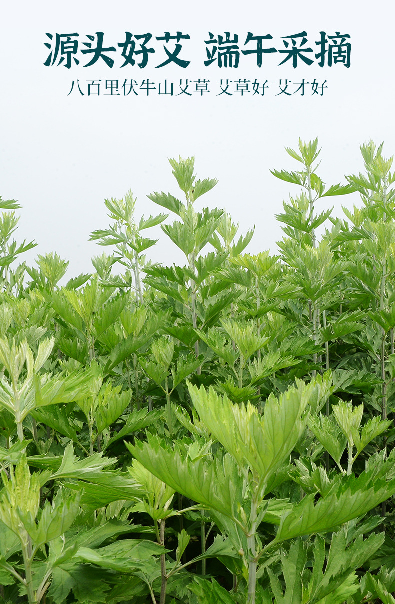 妙艾堂盒装艾条 五年陈手工艾柱艾灸艾灸条 南阳艾制品陈艾条 【升级