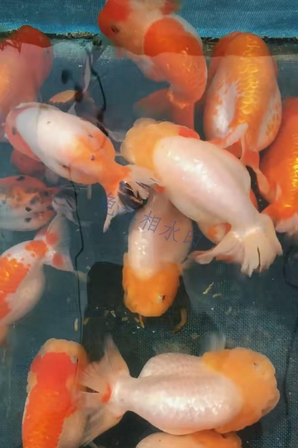 精品苗玉兔兰寿活体观赏小金鱼冷水鱼金鱼苗好养风水鱼包活精选水墨