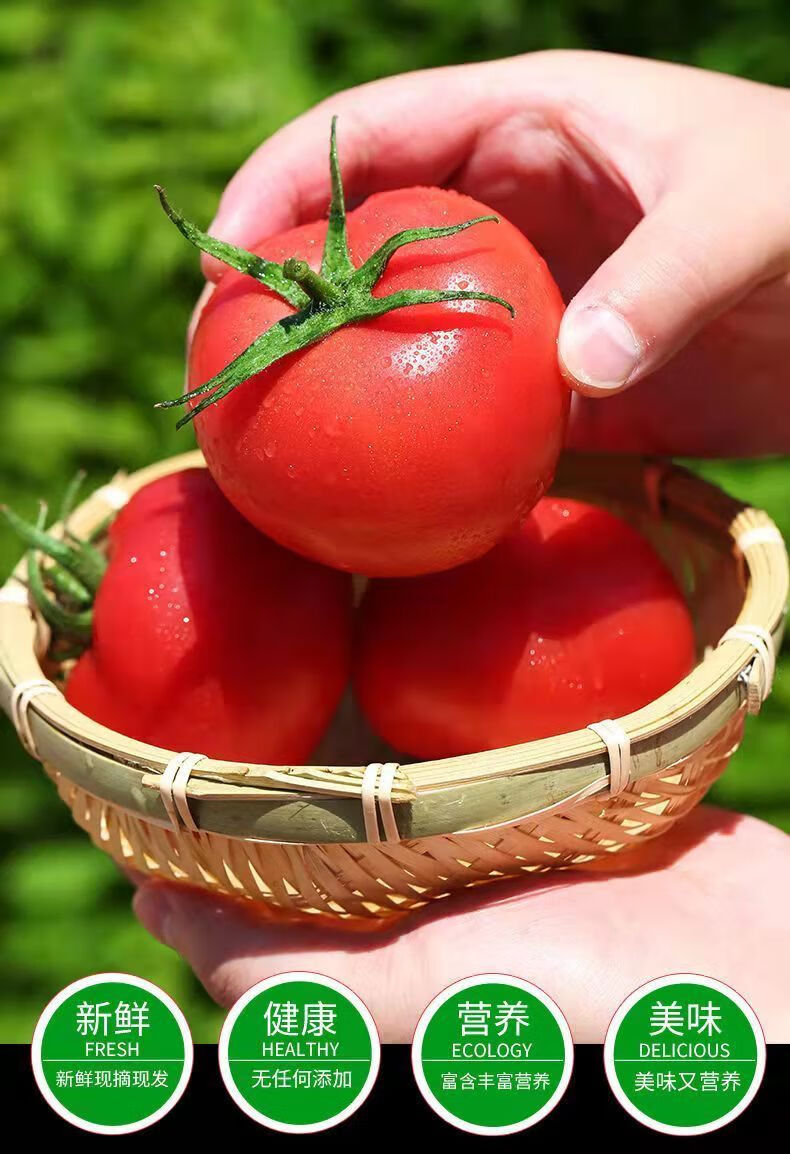 新鲜普罗旺斯西红柿自然成熟生吃沙瓤水果番茄小番茄 中果60克起沙瓤