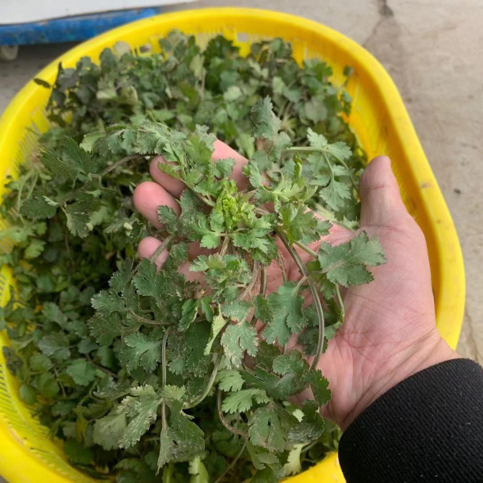 香菜新鲜1/4斤农家露天香菜农村陆地香菜蔬菜芫荽 净重3斤超值装