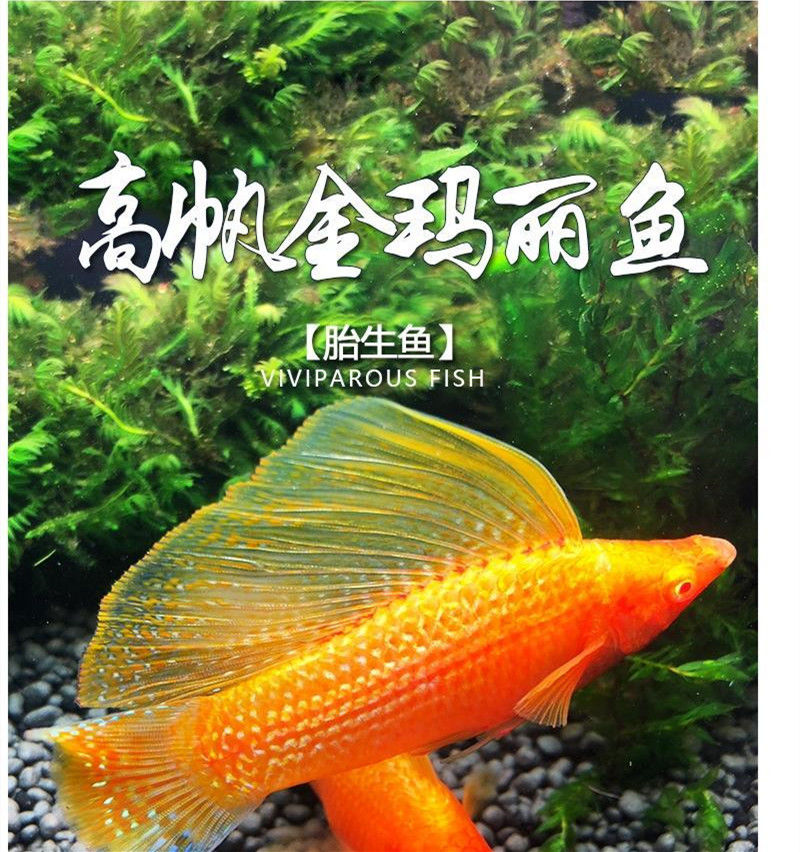 新手魚胎生魚瑪麗魚高帆金瑪麗魚除油膜魚觀賞魚紅箭魚活體魚 高帆銀