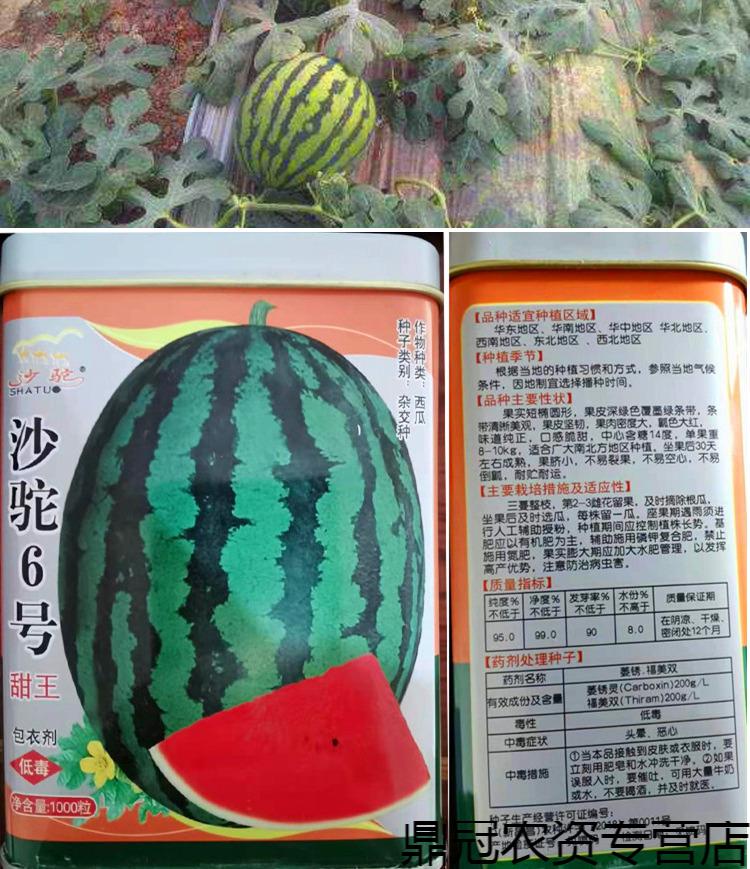 春枝韵甜王西瓜种子特大懒汉西瓜种籽脆甜耐裂麒麟瓜高产四季水果嫁接