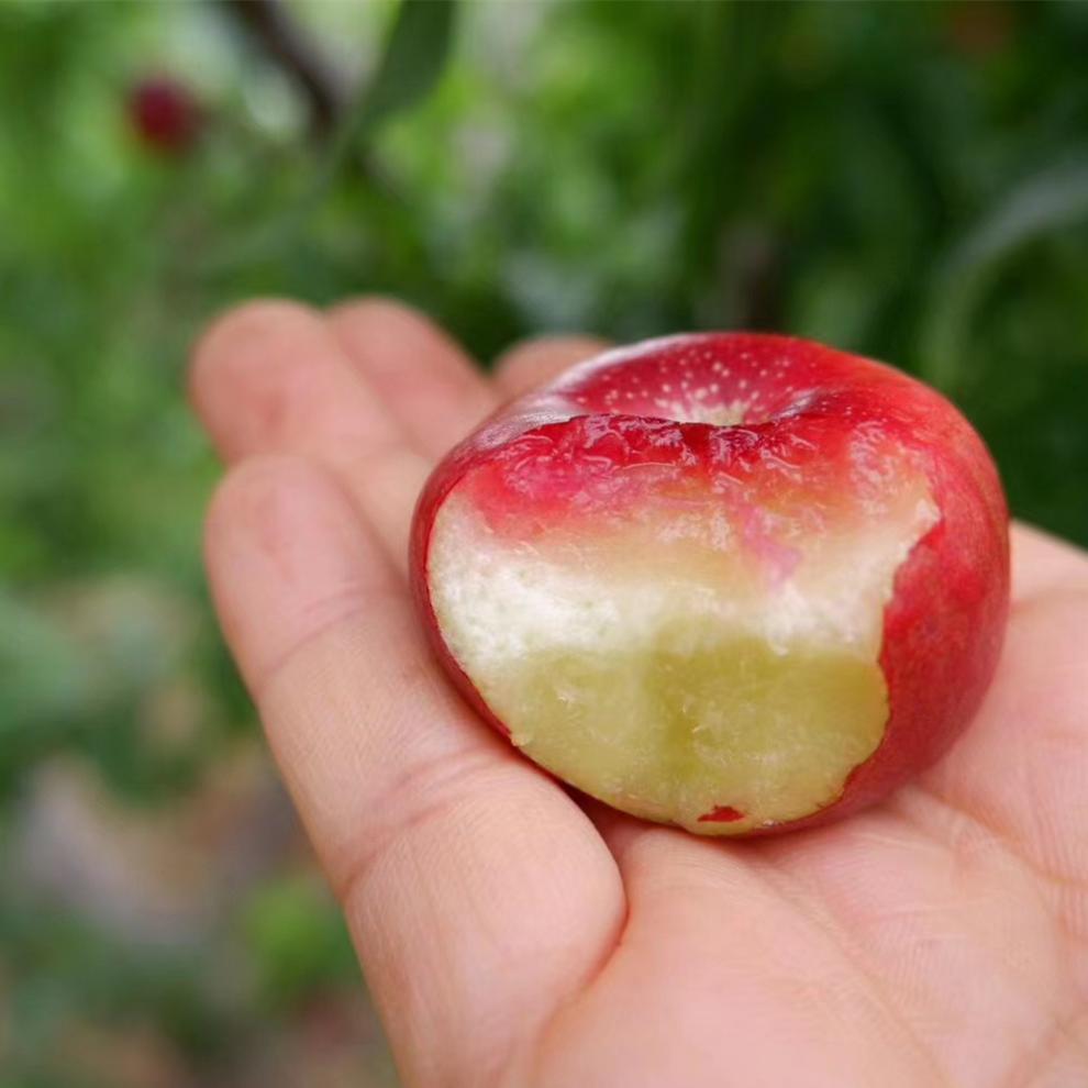 (现货速发/虽小/但很甜)山东纽扣蟠桃油蟠桃 软硬两吃 新鲜应季水果