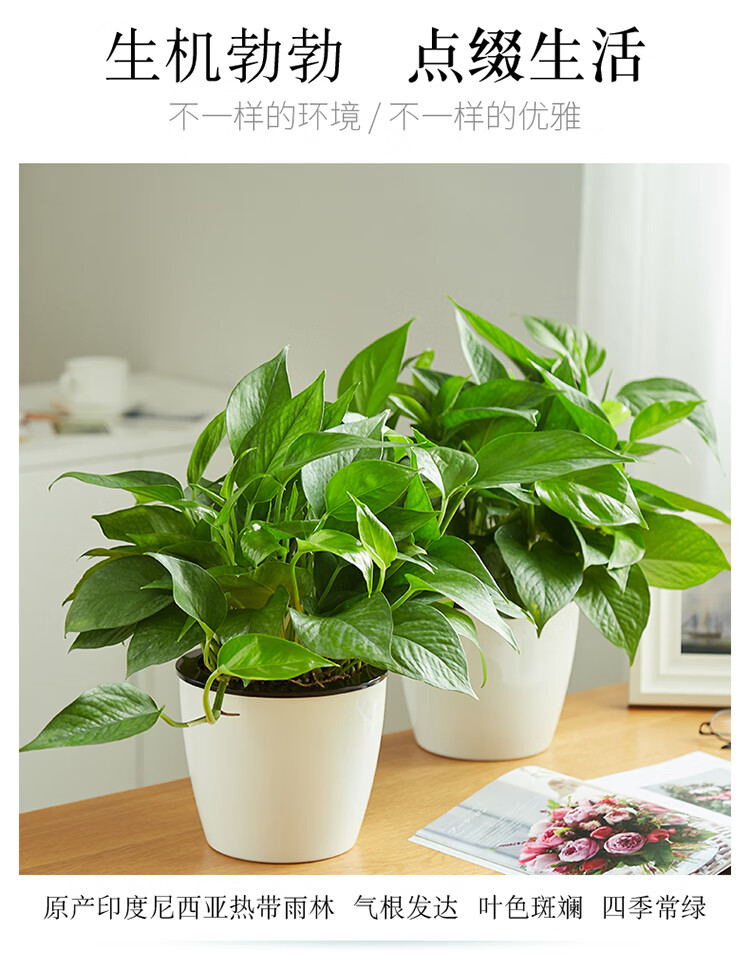 宅品农资绿萝盆栽吸水盆绿萝 水培绿萝 多肉花盆玻璃水培绿萝花卉植物