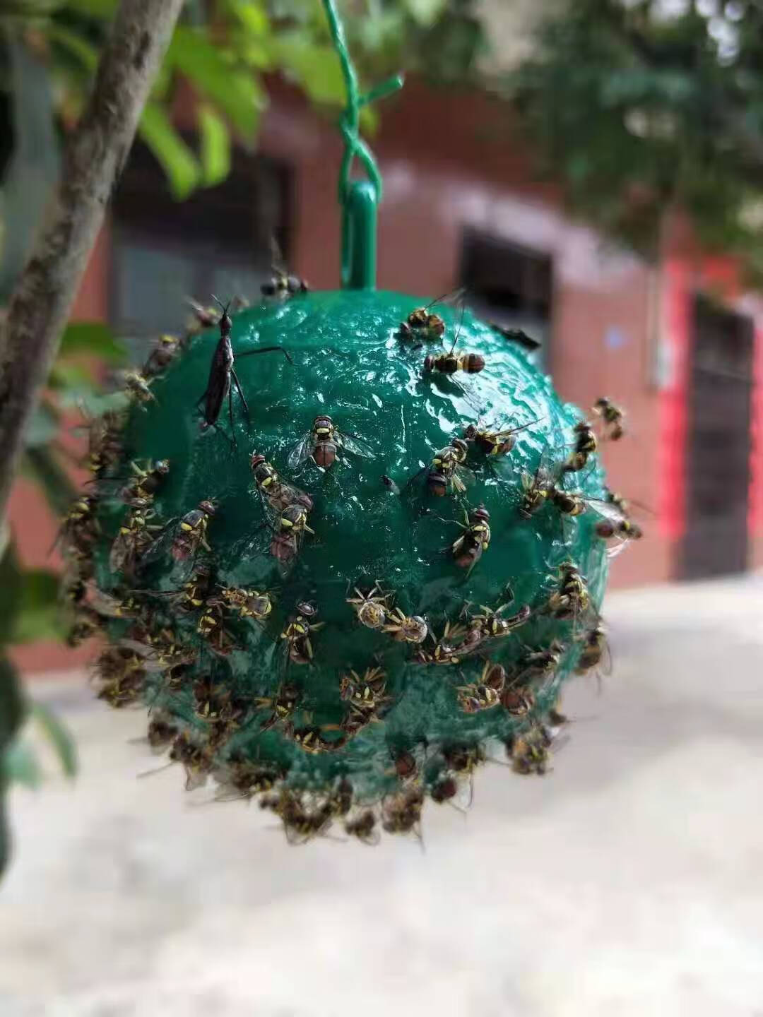 果树粘虫球诱蝇球柑橘大实蝇诱捕球小食蝇诱球沾虫球瓜果实蝇球黄色75