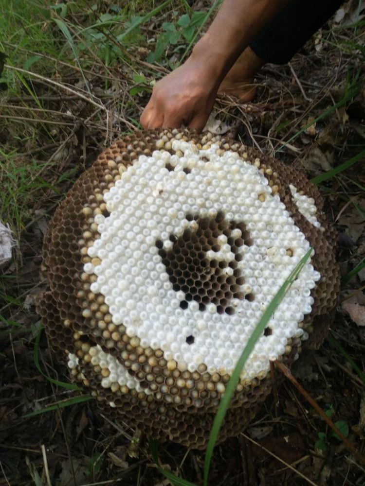 蜂蛹新鲜 1斤 新鲜活体蜂蛹蜂虫马蜂胡蜂地蜂虎头蜂活蜂蛹 顺丰 3级