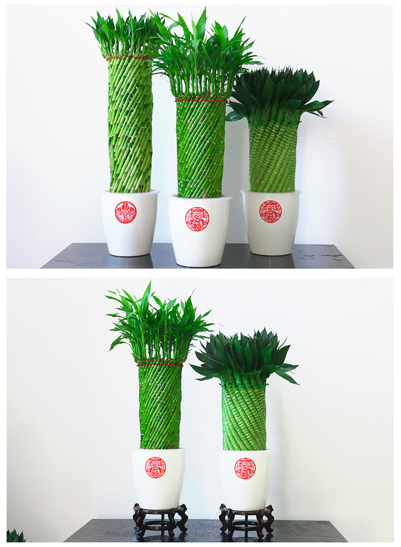 编织富贵竹水培植物花卉水养发财转运竹客厅室内带根盆栽大型绿植编织