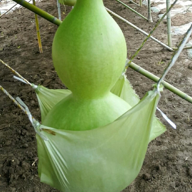 农之子 葫芦种子特大亚腰葫芦苗 寿禾大亚腰葫芦种子 20粒x2袋【30