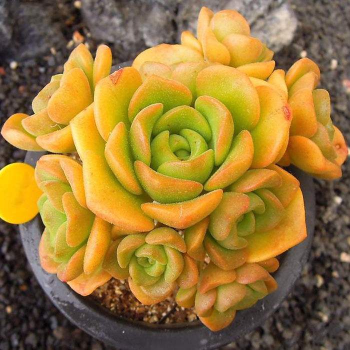 多肉老桩群生大株多头室内盆栽桌面绿植多肉植物稀有品种 5-6头 不含
