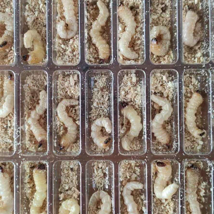 贵州黔南活体鸟用柴虫木虫画眉鸟四喜鸟上膘上性虫膘肥体壮虫 中号 50