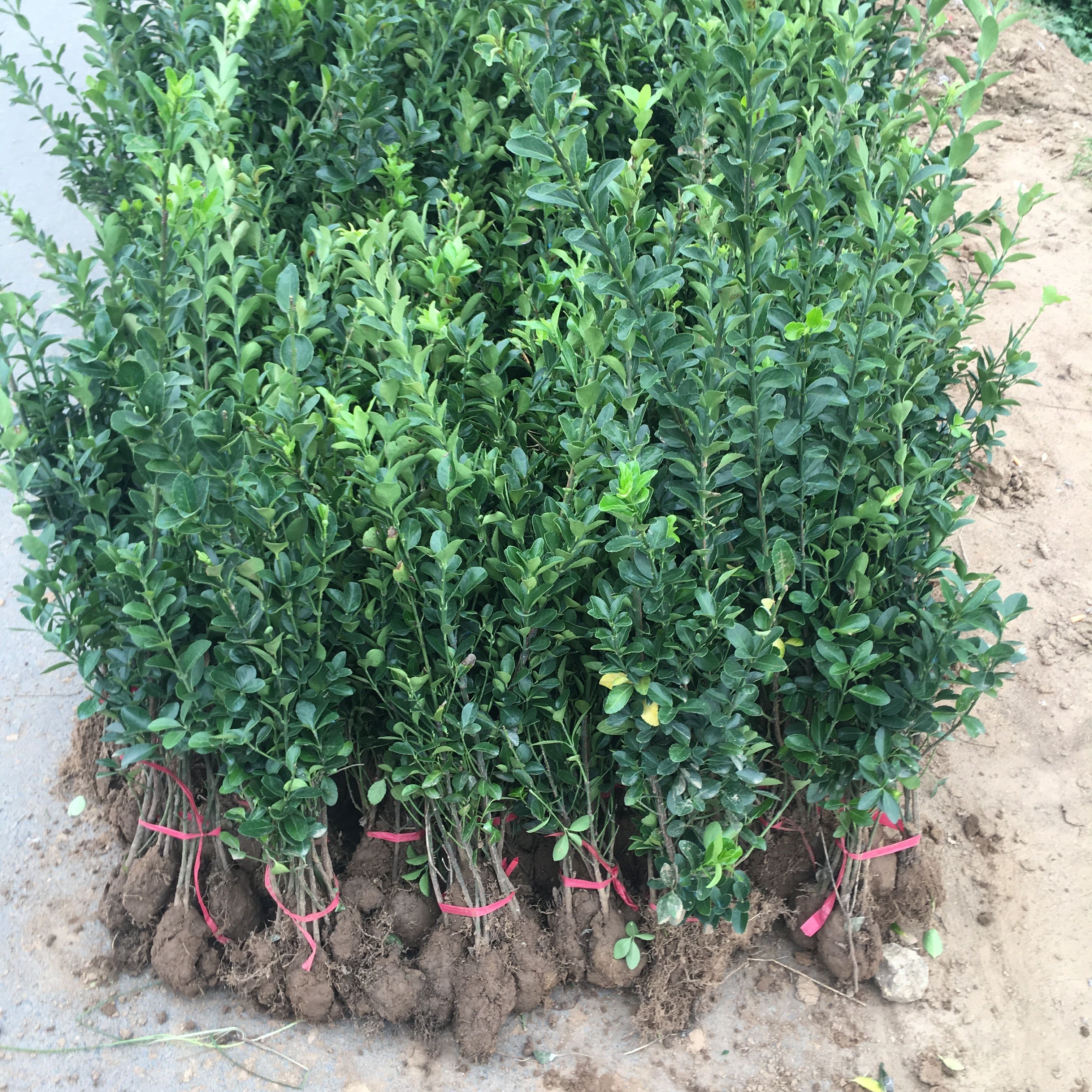 冬青树苗大叶黄杨苗篱笆植物围墙绿篱苗万年青四季常青工地绿化苗 1