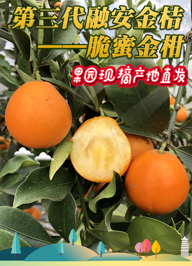 脆蜜金柑广西融安第三代脆蜜金桔无籽皮薄脆甜顺丰3斤起礼盒净重3斤脆