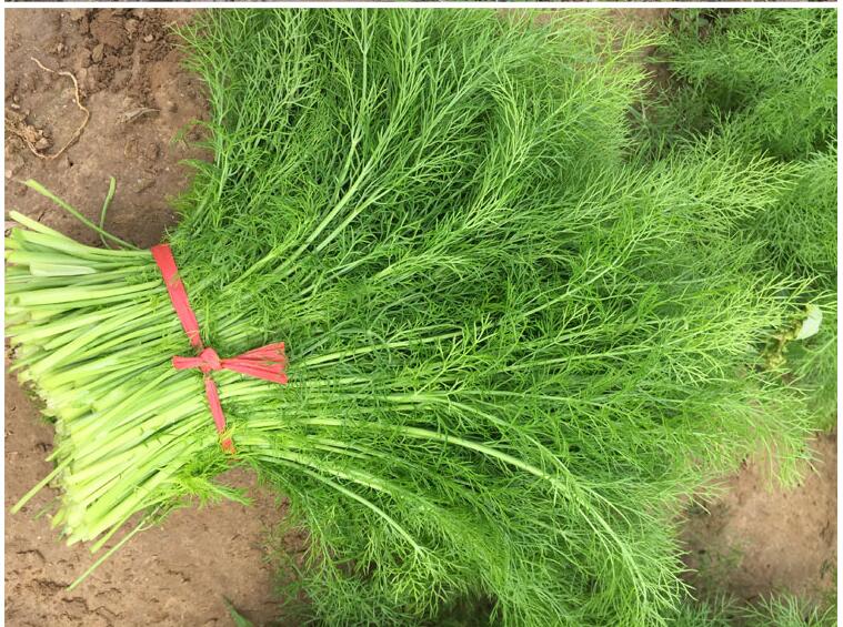 山东茴香菜新鲜【发顺丰】露天荤香菜 新鲜现割茴香苗 2斤【图片 价格