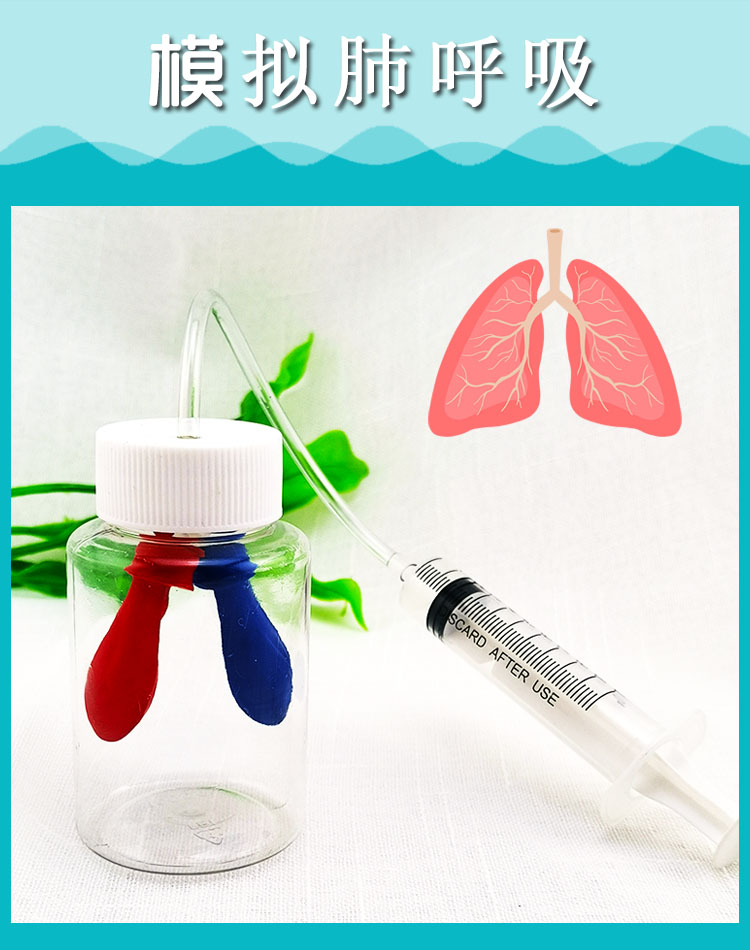 小学科学实验器材料包认识人体模拟肺的呼吸模型教学具肺呼吸升级版