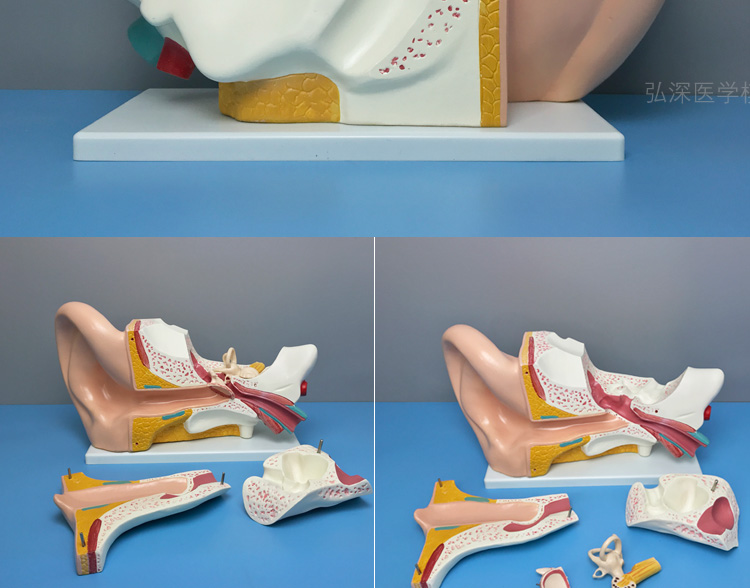 涓涓细语 耳朵模型人体耳部解剖结构放大耳道采耳儿童五官医学教学