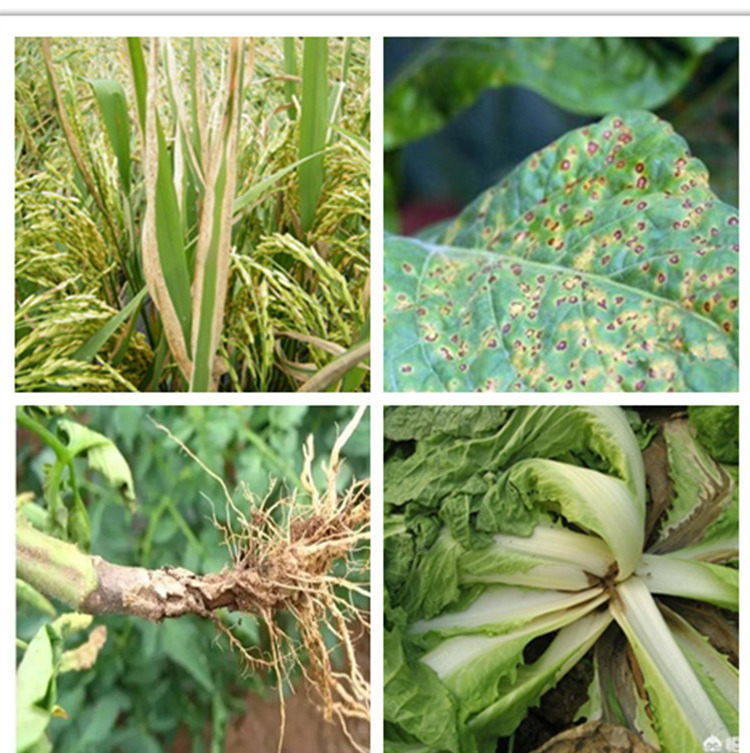 瀚鑫辛菌胺醋酸盐桃树农细菌性穿孔专用植物药剂月季四霉素高效杀菌剂