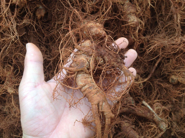 鲜三七正宗云南文山自产自销新鲜生三七田七250g500g四年老七沁溪新鲜