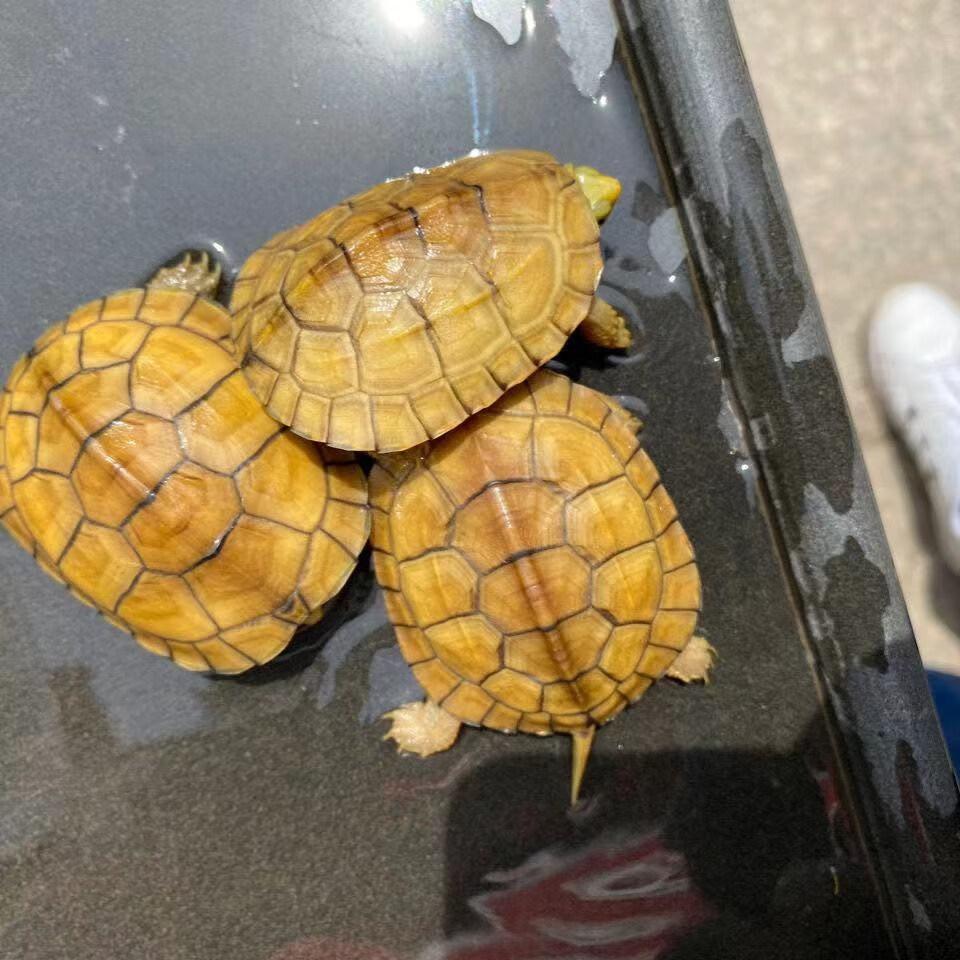 小青龟纯种皖南三黄小青乌龟活体北石宠物龟 2到3厘米 单身一只【图片