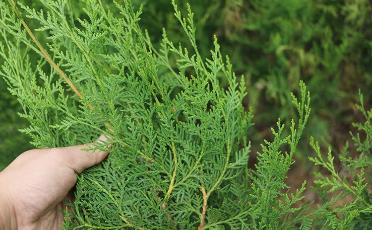 园艺柏树苗四季常青松柏侧柏树蜀桧苗扁柏圆柏松塔柏宝塔松龙柏苗柏树