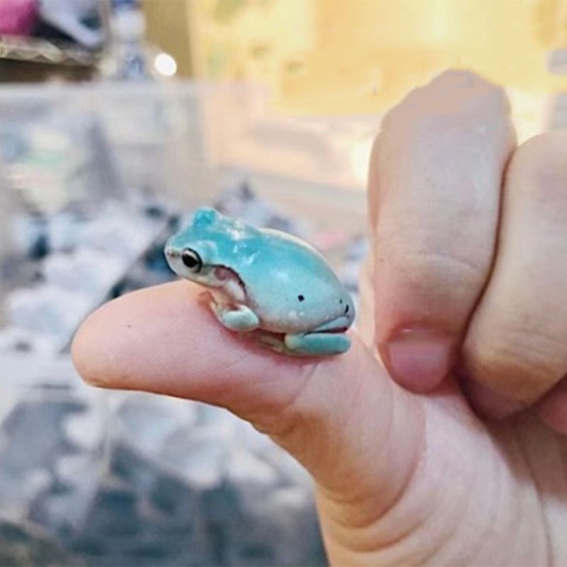 姥爷树蛙宠物小青蛙活体小丑蛙树栖树蛙蝌蚪澳洲蓝绿老爷树蛙朴彩(puc
